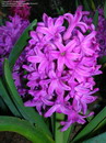 Dutch hyacinth, Roman hyacinth, Garden Hyacinth or Dutch Hyacinth
